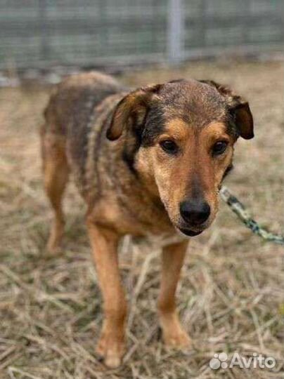 Спокойный и добрый пёс грустит в приюте