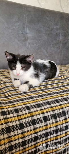 Котенок мальчик