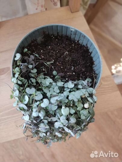 Церопегия вуда