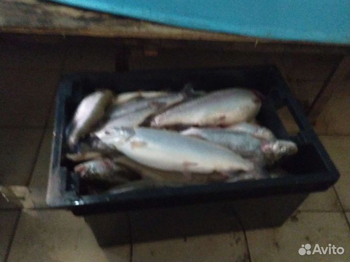 Форель свежая