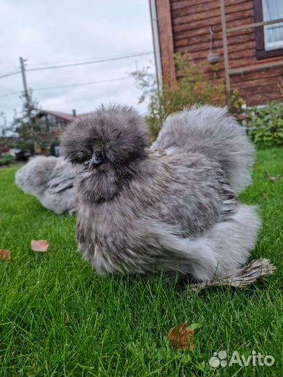 Китайские шелковые