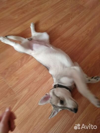 Щенок девочка в добрые руки