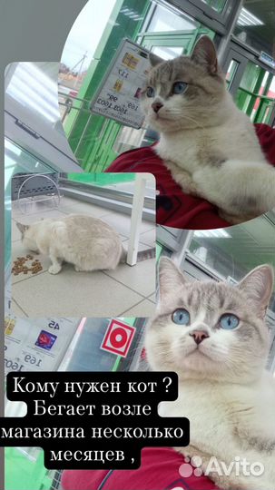 Кот в добрые руки