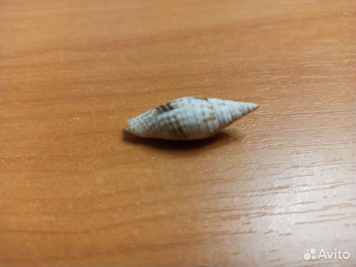 Морская раковина