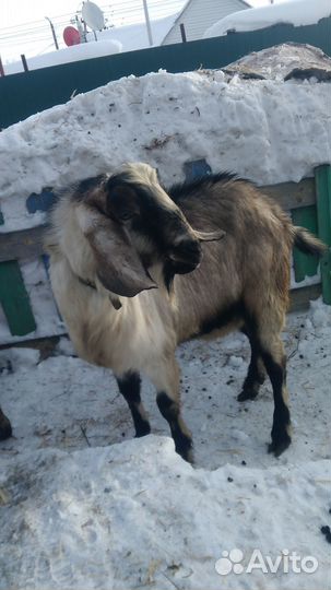 Козел,козы, козлята