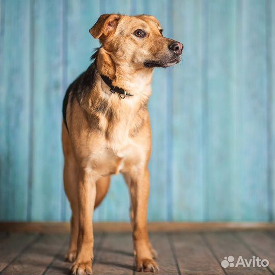 Мишель в добрые руки