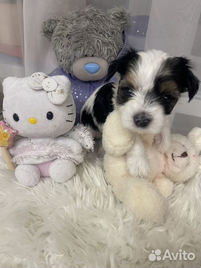 Щенки бивер йорка