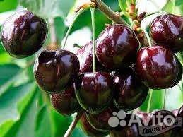 Саженцы черешни-Ипуть