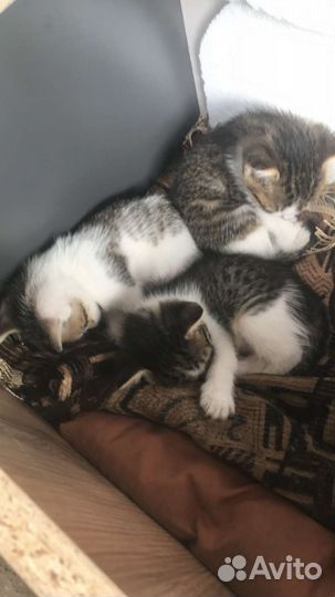 Котята бесплатно