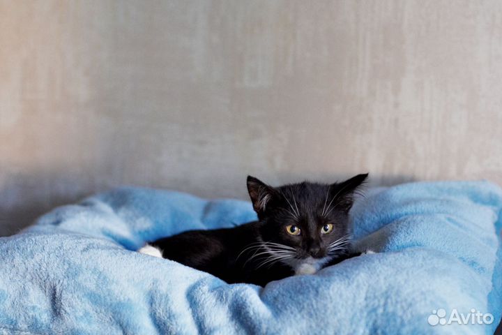 Бездомная малышка (3 месяца) ищет семью