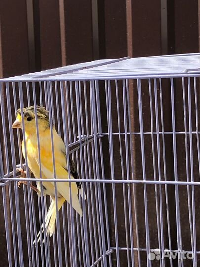 Кенары и канарейки