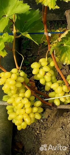 Саженцы винограда