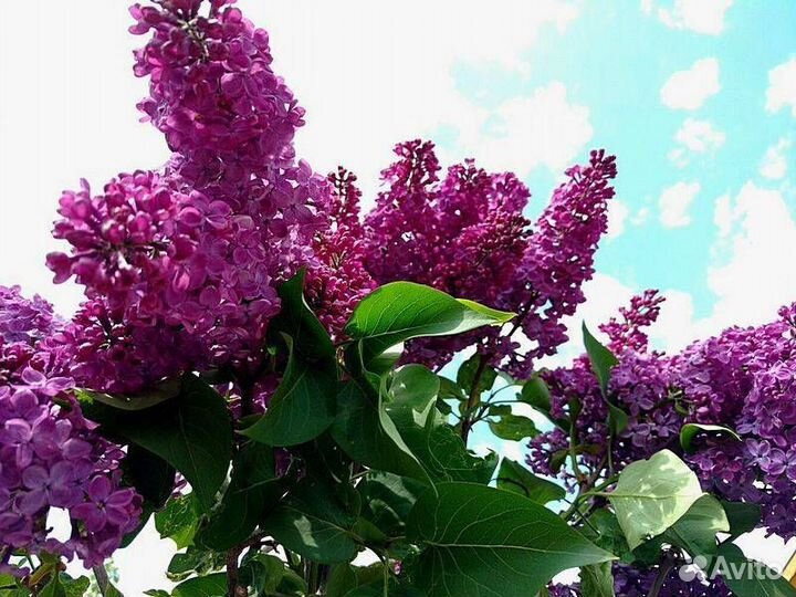 Сирень разных сортов на штамбе и без