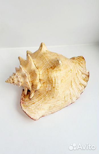 Морская раковина большая, Карибское море куба, 2 ш