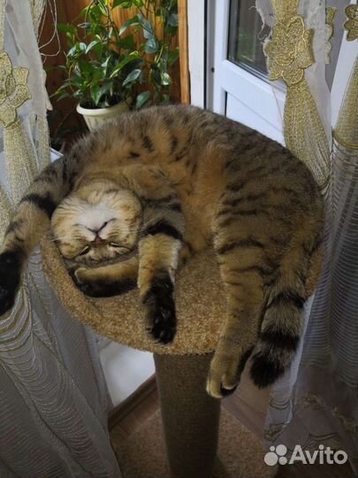 Кошка в добрые руки