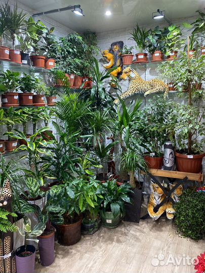 Комнатные цветы