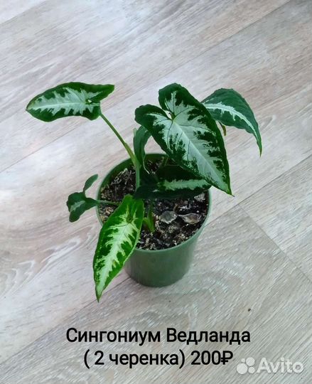 Комнатные растения. Сортовые сингониумы