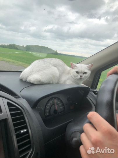 Потерялась кошка