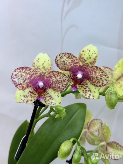 Орхидея фаленопсис