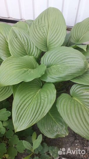 Хоста растение