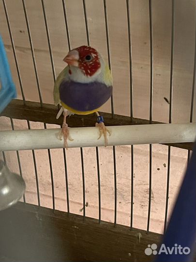 Амадины гульда