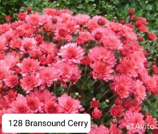 Хризантема мультифлора