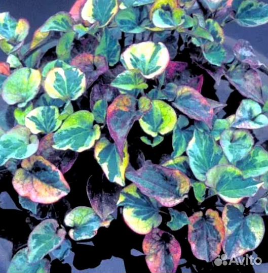 Хаутюнья сердцевидная вариегатная