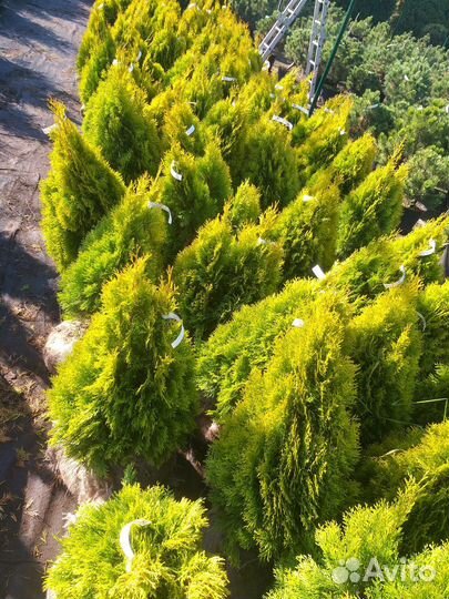 Туя Голден смарагд