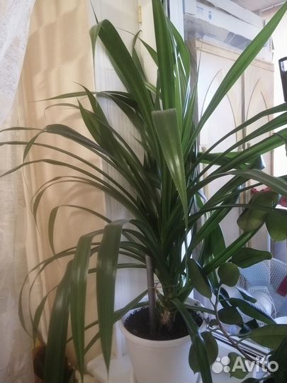 Продам цветы комнатные