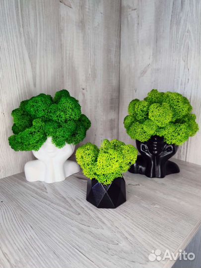 Кашпо Майя со стабилизированным мхом