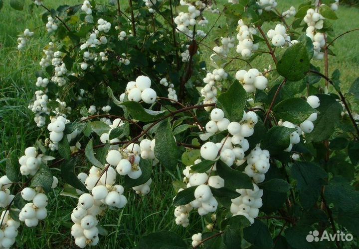 Волжанка,Жасмин,Спирея,Форзиция,Снежноягодник,Юкка