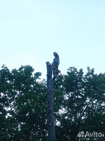 Валка аварийных деревьев