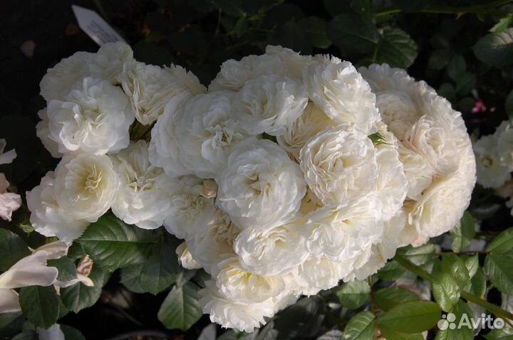 Саженцы роз оптом