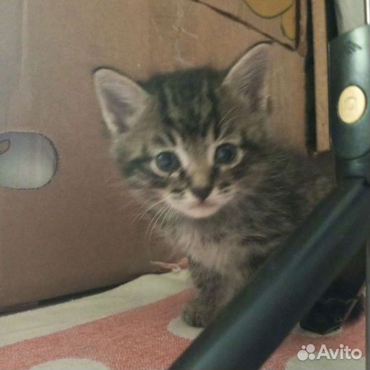 Котики бесплатно в добрые руки