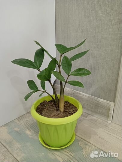 Сансевиерия, замиокулькас, драцена, табернемонтана