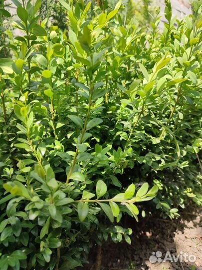 Самшит вечнозеленый