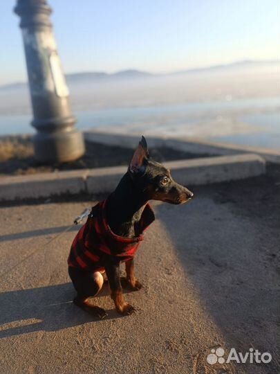 Цвергпинчер щенок