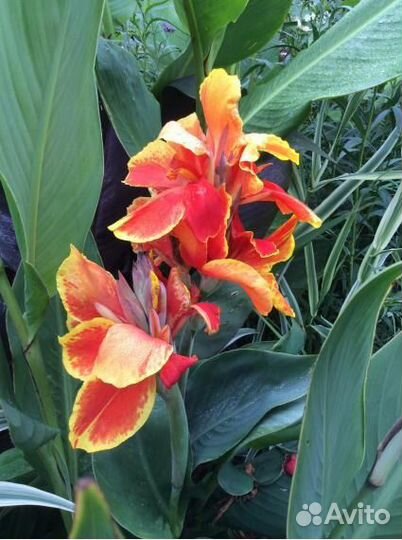 Канна rosemond cole