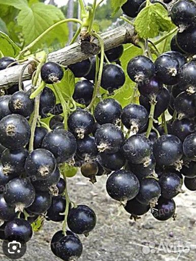 Саженцы черной смородины