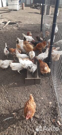 Домашние куриные яйца