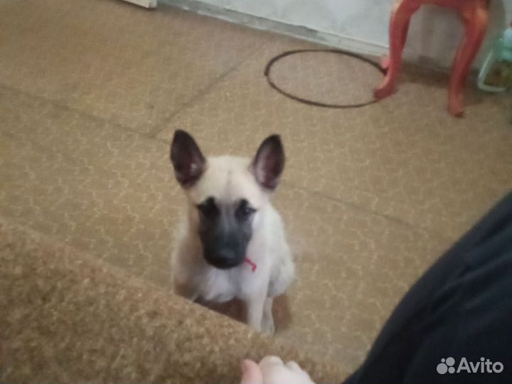 Щенок