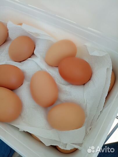 Продам яйцо куриное домашнее