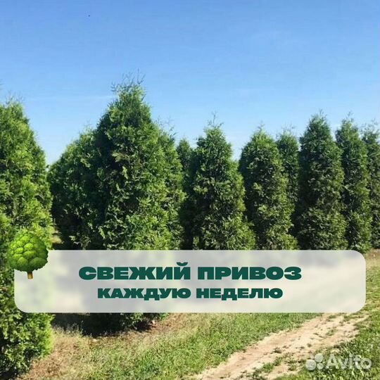 Туя с бесплатной доставкой