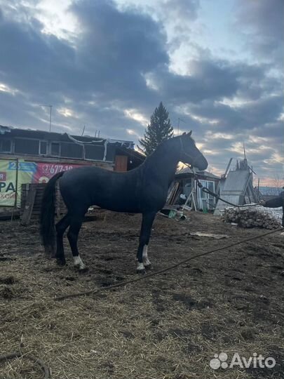 Орловский жеребец