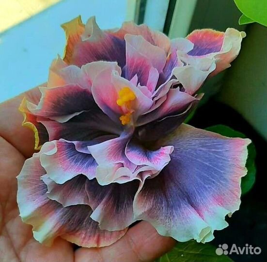 Прививки сортовых гибискусов. 2