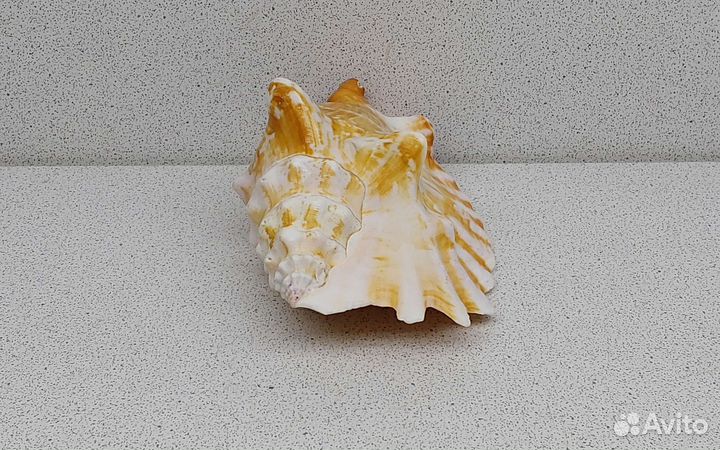 Стромбус Синуатус 11,7 морская ракушка раковина