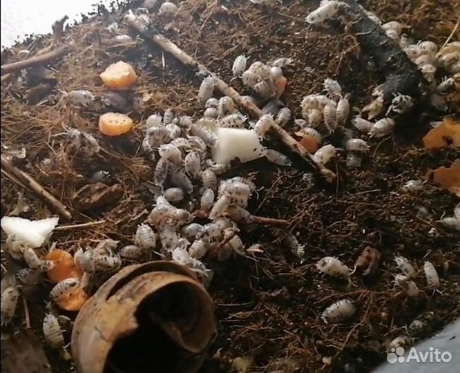 Мокрицы-коровки (Porcellio laevis dairy cow)