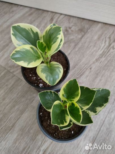 Спатифиллум Сингониум Пеперомия Фикус Замиокулькас