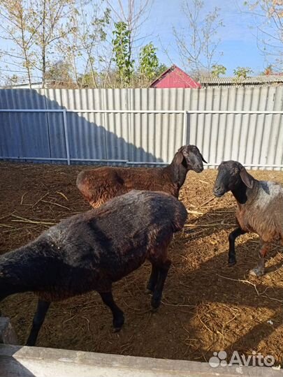 Курдючные бараны овцы