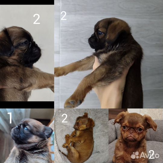 Кобель брабансона на вязку